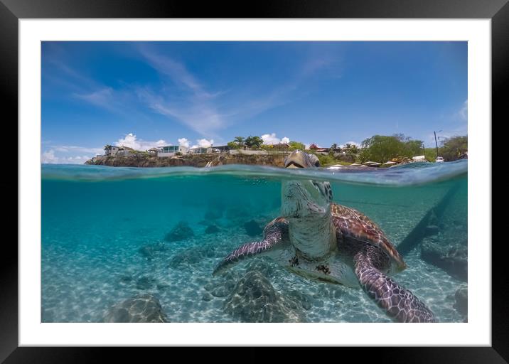 Green turtle coming up for air, Curacao, Caribbean Framed Mounted Print by Gail Johnson