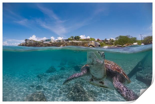 Green turtle coming up for air, Curacao, Caribbean Print by Gail Johnson