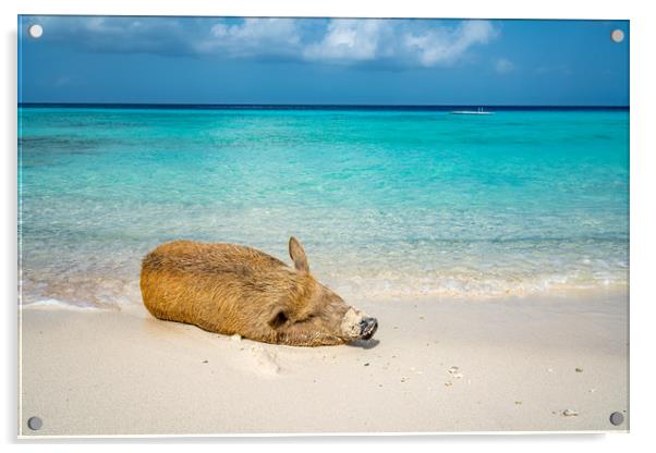 Wild Pig on a beach, Curacao, caribbean   Acrylic by Gail Johnson