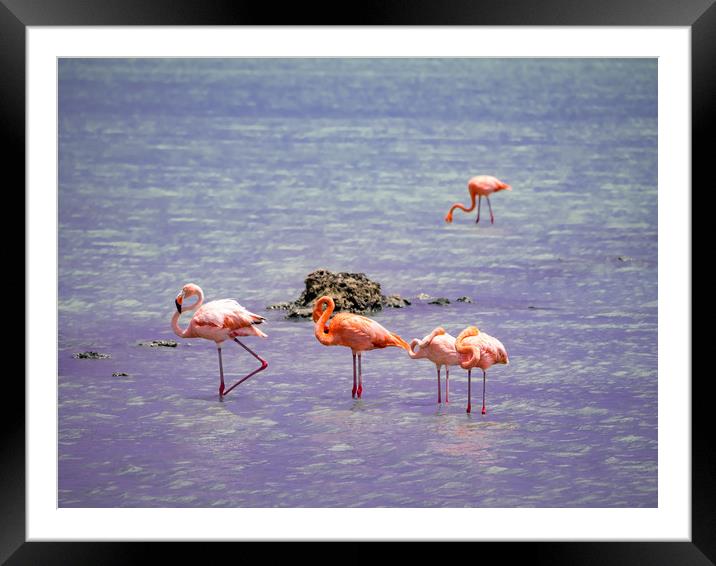 Flamingos at Boca Smai Salt Pan  Views around the  Framed Mounted Print by Gail Johnson