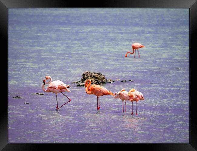 Flamingos at Boca Smai Salt Pan  Views around the  Framed Print by Gail Johnson