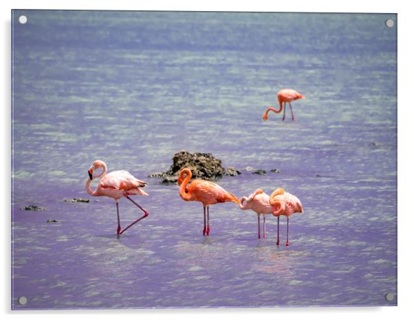 Flamingos at Boca Smai Salt Pan  Views around the  Acrylic by Gail Johnson