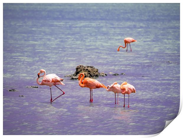 Flamingos at Boca Smai Salt Pan  Views around the  Print by Gail Johnson