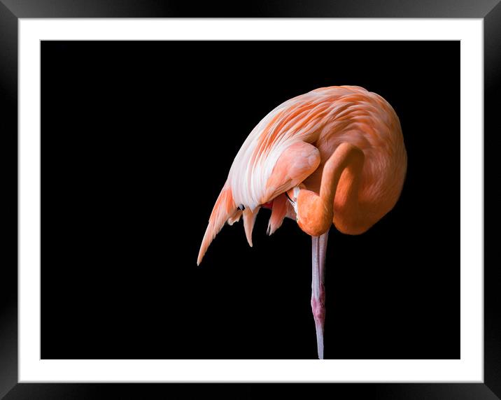 Flamingo preening  Framed Mounted Print by Gail Johnson