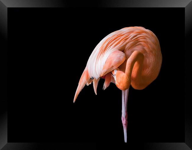 Flamingo preening  Framed Print by Gail Johnson