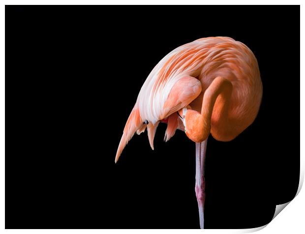 Flamingo preening  Print by Gail Johnson