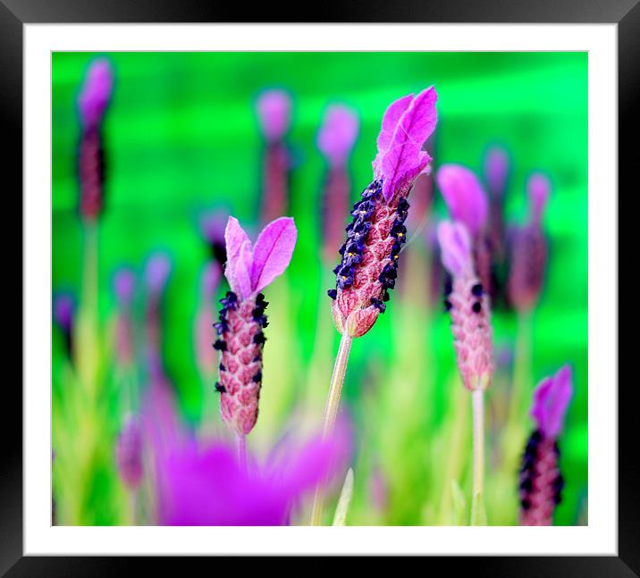 Lavender Green Dilly Dilly Framed Mounted Print by Louise Godwin