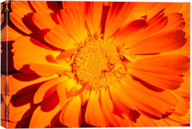 Marigold Sunny Face. Canvas Print by Maggie McCall