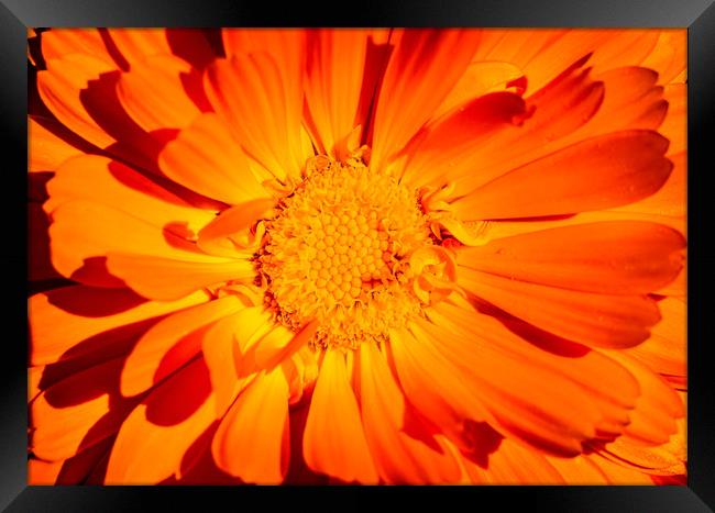 Marigold Sunny Face. Framed Print by Maggie McCall