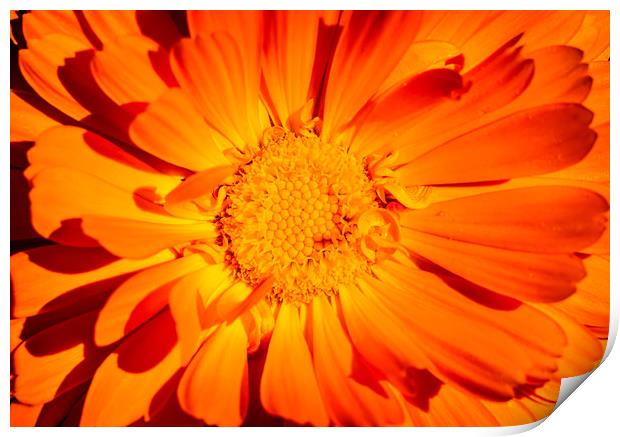 Marigold Sunny Face. Print by Maggie McCall