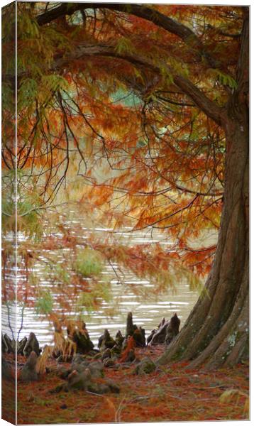 Autumn Colours Canvas Print by Dave Williams