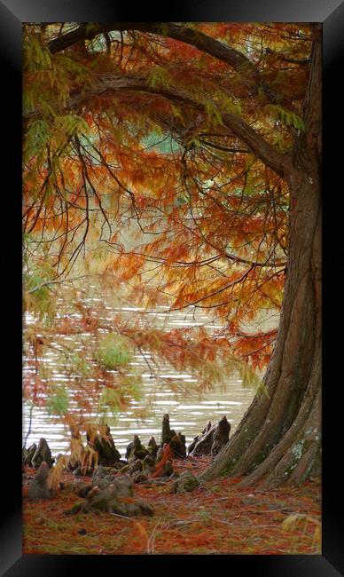 Autumn Colours Framed Print by Dave Williams