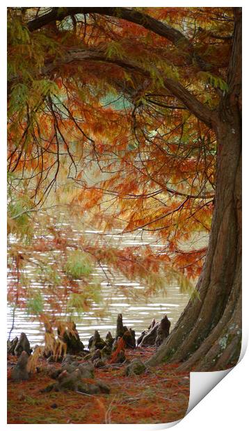 Autumn Colours Print by Dave Williams