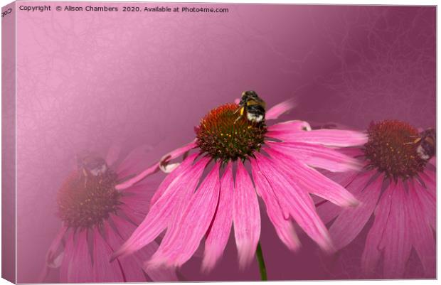 Bee on Purple Coneflower Canvas Print by Alison Chambers