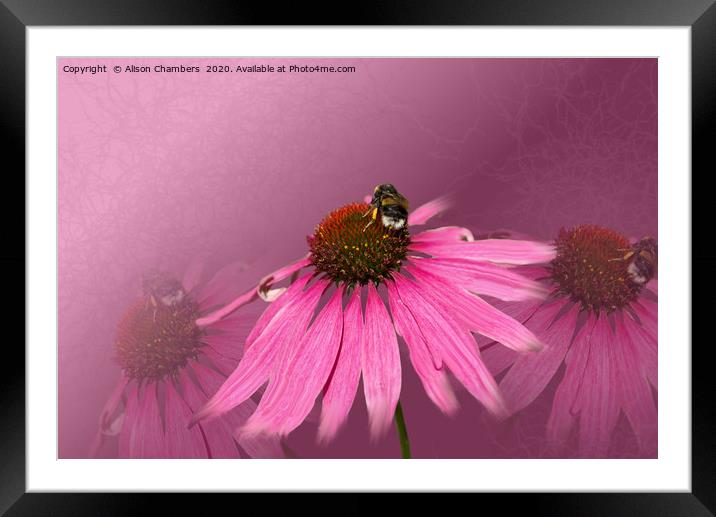 Bee on Purple Coneflower Framed Mounted Print by Alison Chambers