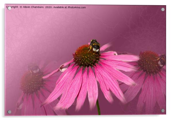 Bee on Purple Coneflower Acrylic by Alison Chambers