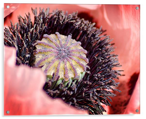 Poppy Macro Acrylic by Keith Thorburn EFIAP/b