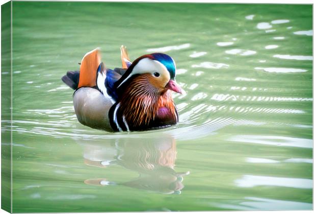 Male of Mandarin duck floating in a water pond Canvas Print by Luisa Vallon Fumi