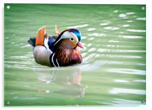 Male of Mandarin duck floating in a water pond Acrylic by Luisa Vallon Fumi