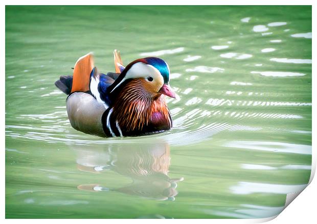 Male of Mandarin duck floating in a water pond Print by Luisa Vallon Fumi