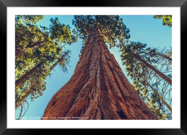Sequoia National Park Framed Mounted Print by Nicolas Boivin