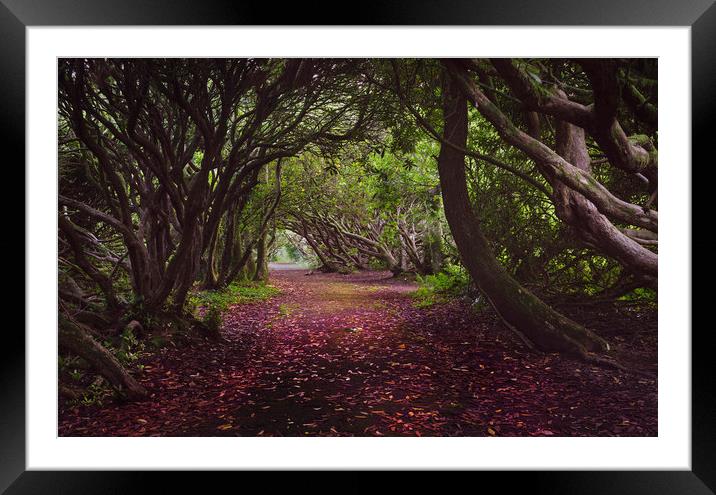 Rhododendron arched walkway Framed Mounted Print by Leighton Collins