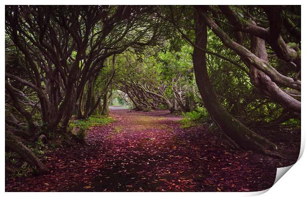 Rhododendron arched walkway Print by Leighton Collins