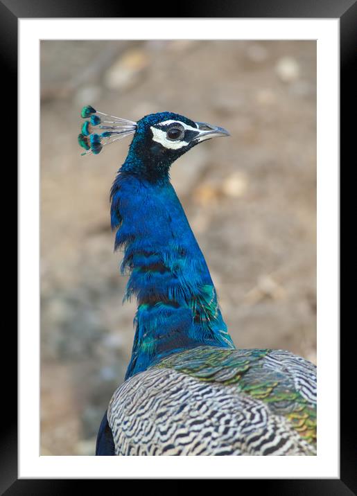 Indian peafowl (Pavo cristatus). Male (peacock).  Framed Mounted Print by Víctor Suárez Naranjo