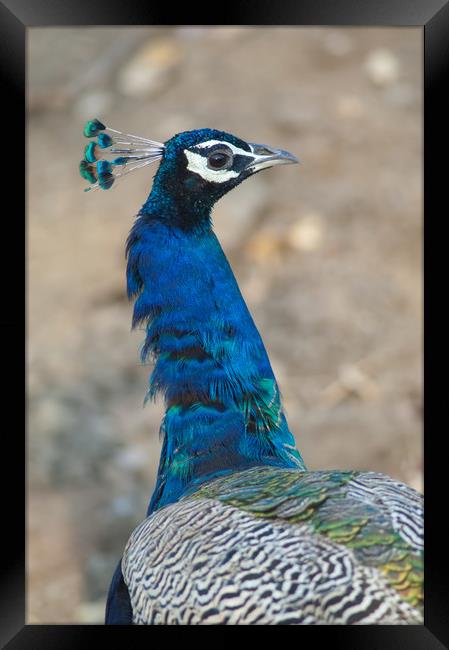 Indian peafowl (Pavo cristatus). Male (peacock).  Framed Print by Víctor Suárez Naranjo