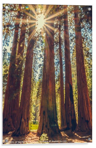 Sequoia National Park Acrylic by Nicolas Boivin