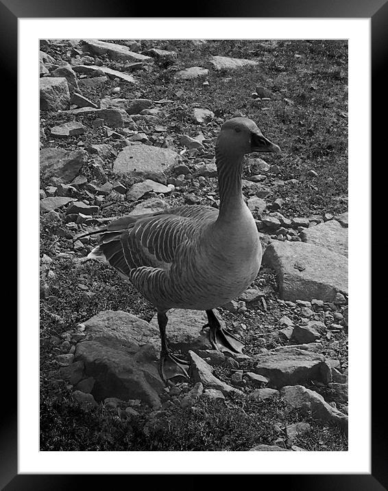 B&W Duck Framed Mounted Print by Paddy 