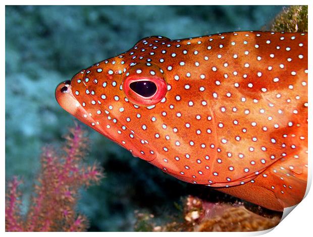 Coral Cod Fish Head Print by Serena Bowles