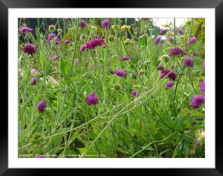 At grass roots level in a wild flower meadow Framed Mounted Print by Heather Gale