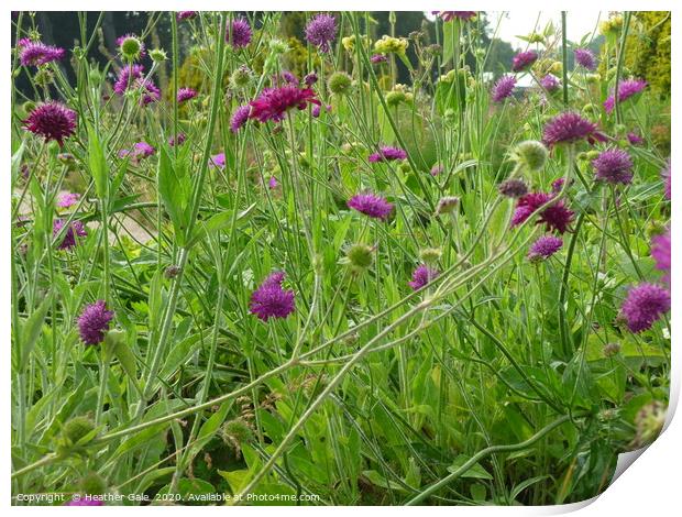 At grass roots level in a wild flower meadow Print by Heather Gale