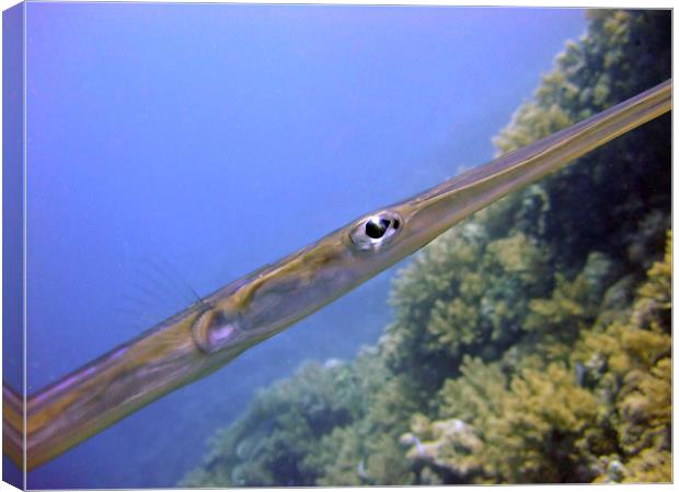 The Eye of a Trumpet fish Canvas Print by Serena Bowles