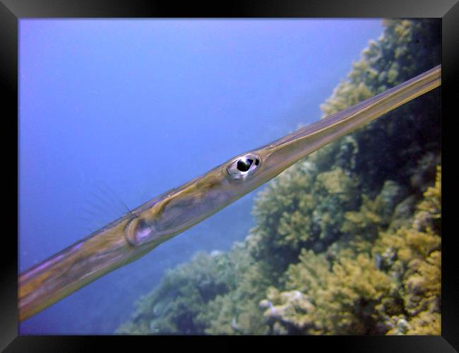 The Eye of a Trumpet fish Framed Print by Serena Bowles