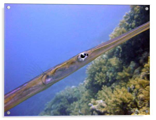 The Eye of a Trumpet fish Acrylic by Serena Bowles