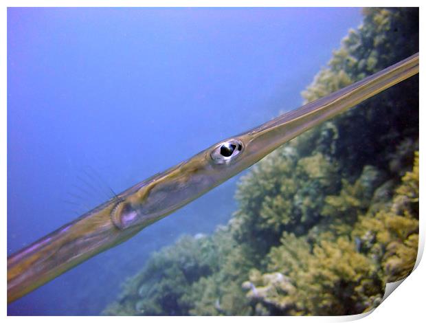 The Eye of a Trumpet fish Print by Serena Bowles