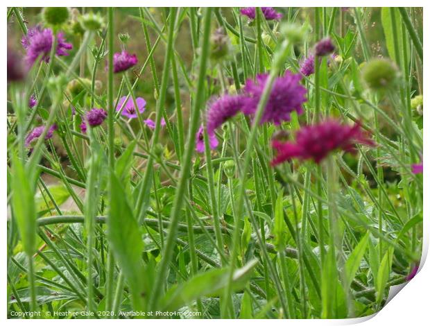 Stopping to metamorphize in a Wild Flower Meadow Print by Heather Gale