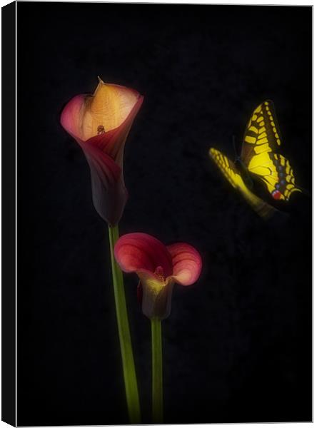 THE BUTTERFLY Canvas Print by Anthony R Dudley (LRPS)