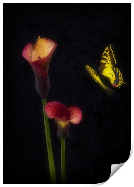 THE BUTTERFLY Print by Anthony R Dudley (LRPS)