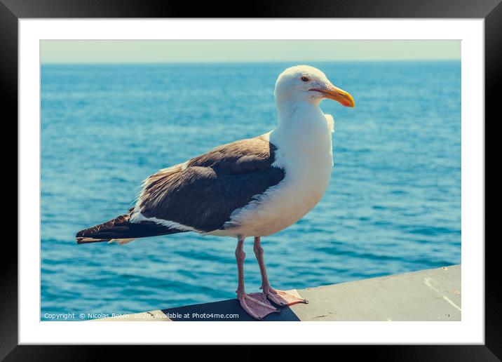 A close-up view of a seagull Framed Mounted Print by Nicolas Boivin