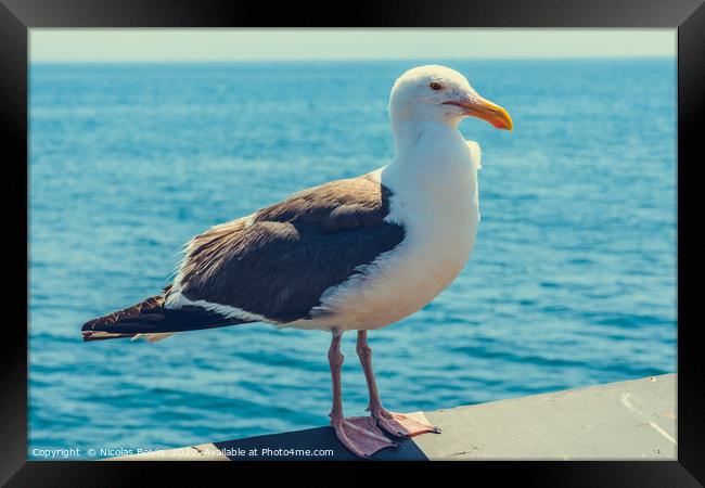 A close-up view of a seagull Framed Print by Nicolas Boivin