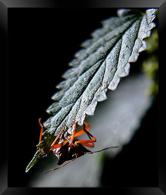 Bug hidding Framed Print by Keith Thorburn EFIAP/b