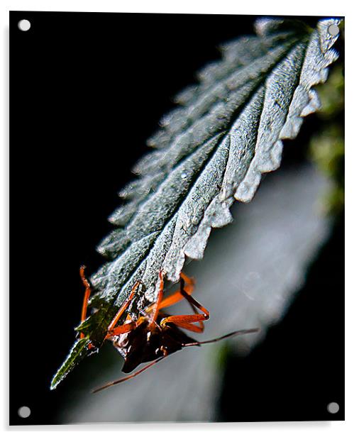 Bug hidding Acrylic by Keith Thorburn EFIAP/b