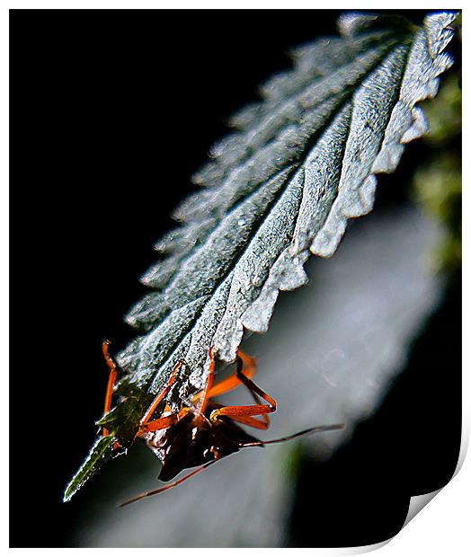 Bug hidding Print by Keith Thorburn EFIAP/b