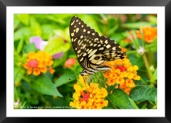 Lime butterfly (Papilio Demoleus Malayanus) Framed Mounted Print by Nicolas Boivin