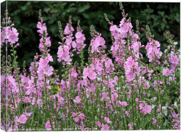 Prairie mallow Canvas Print by Angela Cottingham