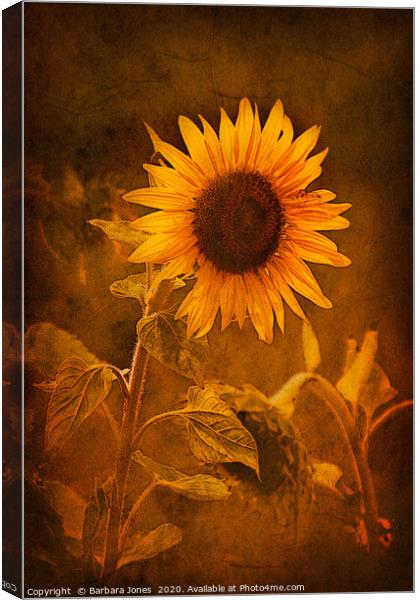 Sunflower, Golden Beauty Canvas Print by Barbara Jones