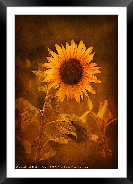 Sunflower, Golden Beauty Framed Mounted Print by Barbara Jones